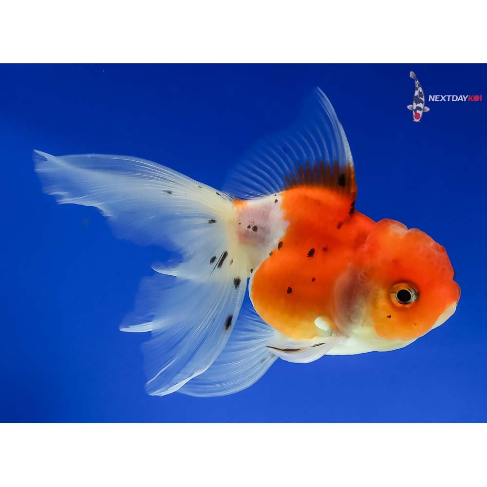 4” Imported Male Calico Oranda