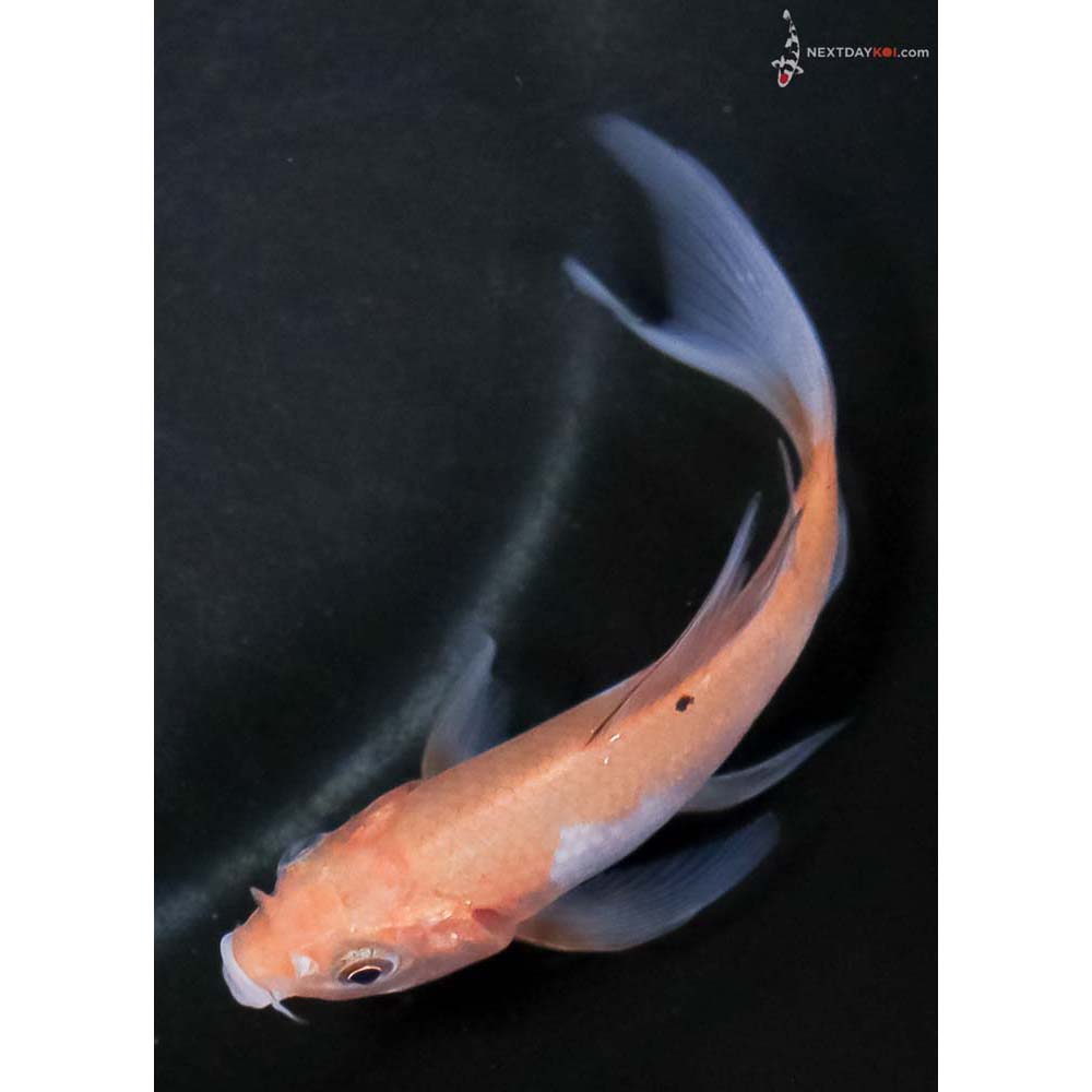 4” Imported Ochiba Shigure Butterfly Koi