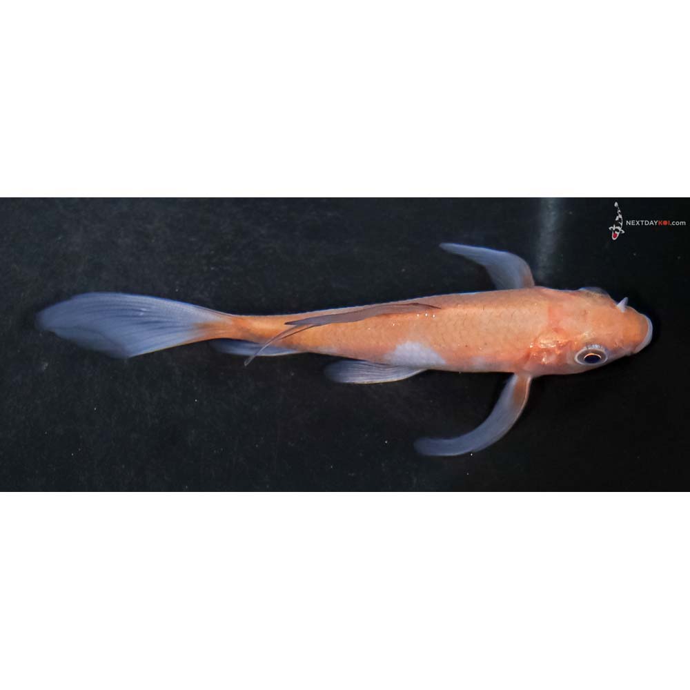 4” Imported Ochiba Shigure Butterfly Koi - Image 2