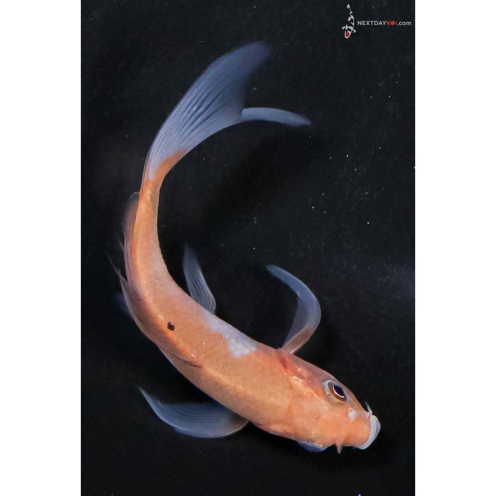 4” Imported Ochiba Shigure Butterfly Koi - Image 3