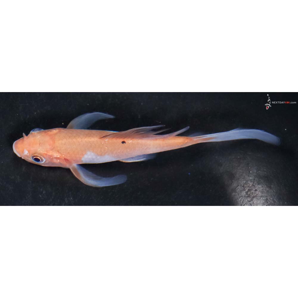 4” Imported Ochiba Shigure Butterfly Koi - Image 4