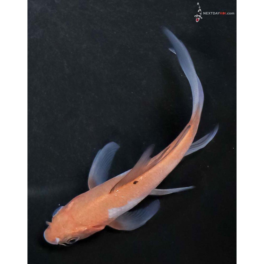 4” Imported Ochiba Shigure Butterfly Koi - Image 5