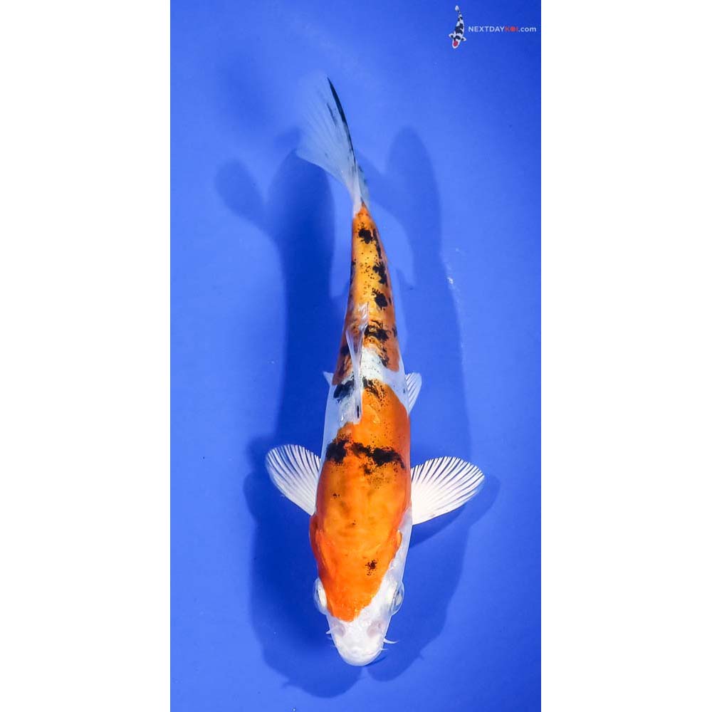 6” Imported Heisei Nishiki