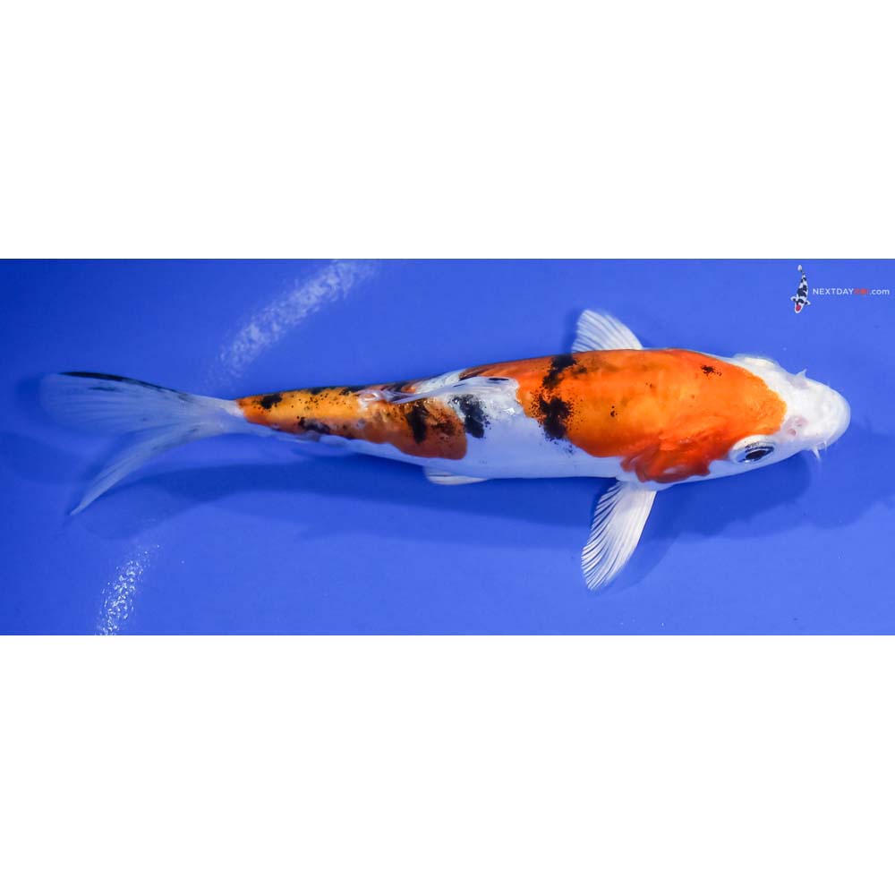 6” Imported Heisei Nishiki - Image 2