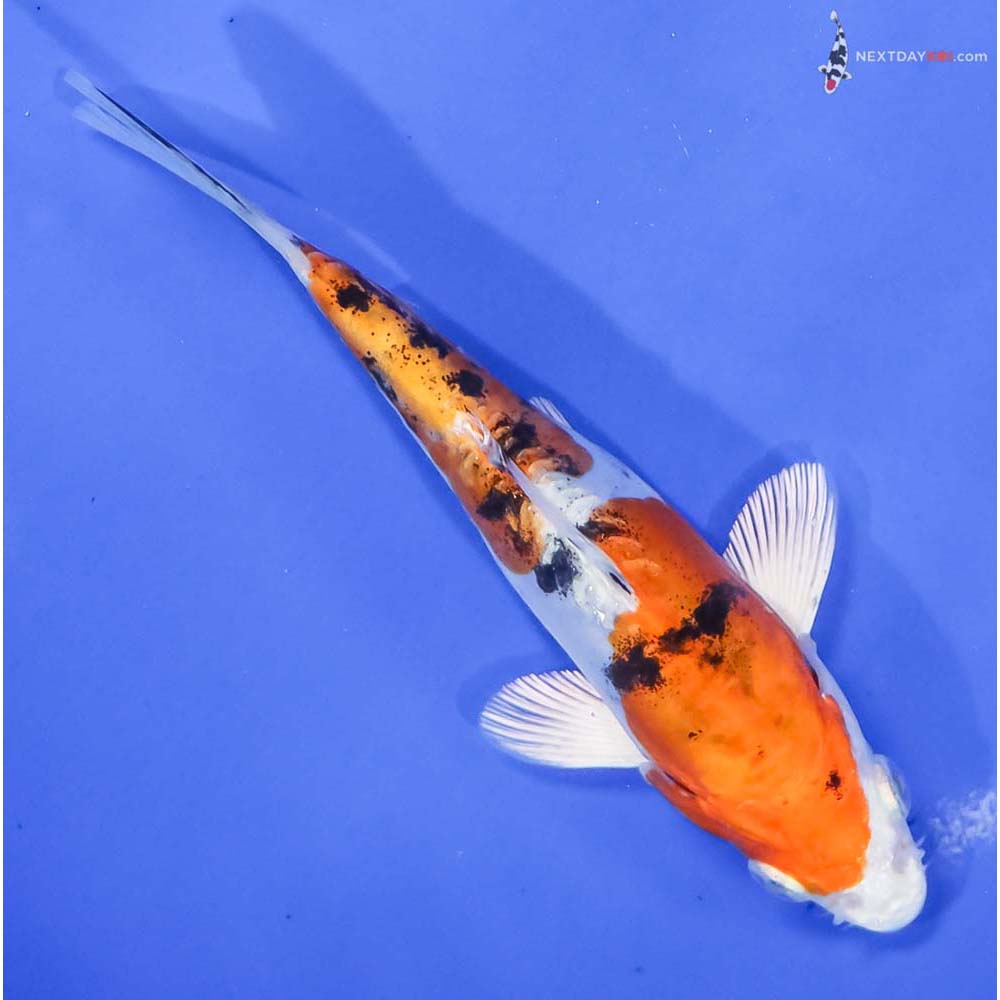 6” Imported Heisei Nishiki - Image 3