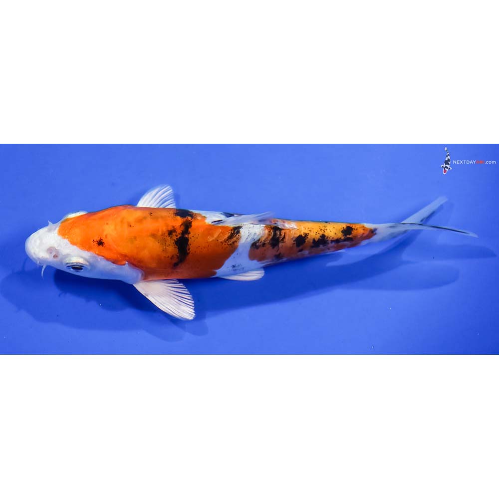 6” Imported Heisei Nishiki - Image 4