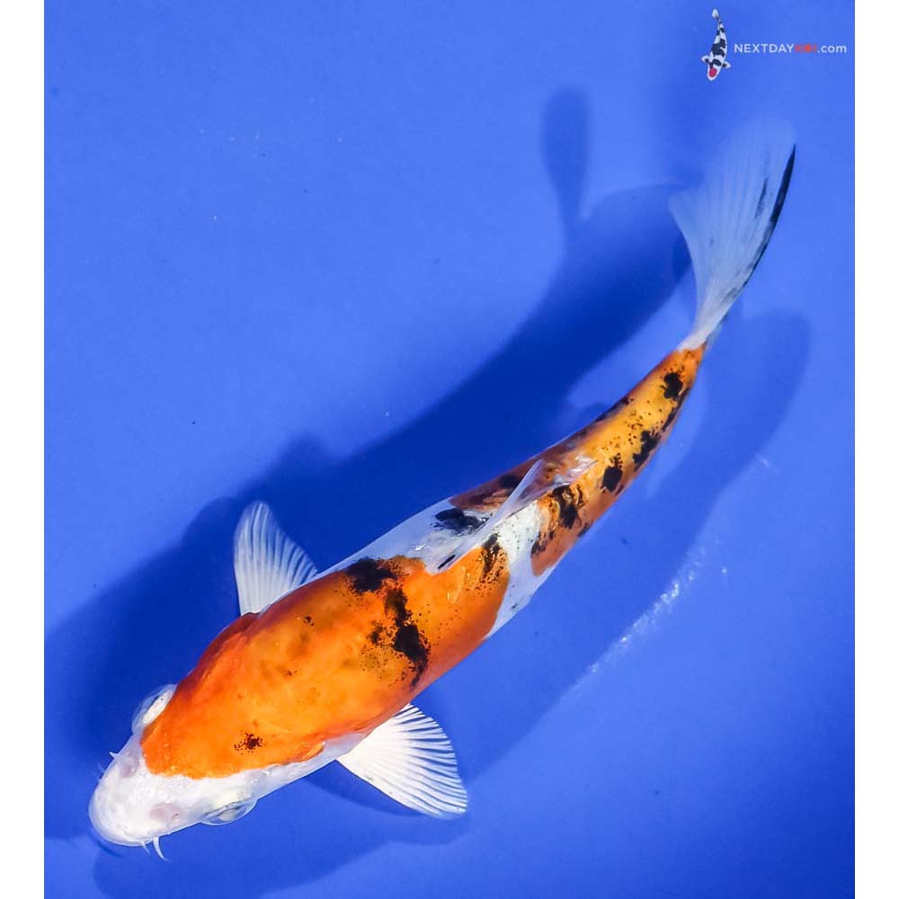 6” Imported Heisei Nishiki - Image 5