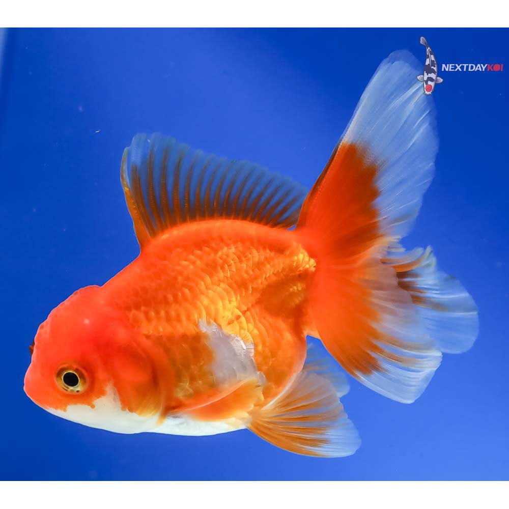 4” Imported Male Red and White Oranda - Image 2