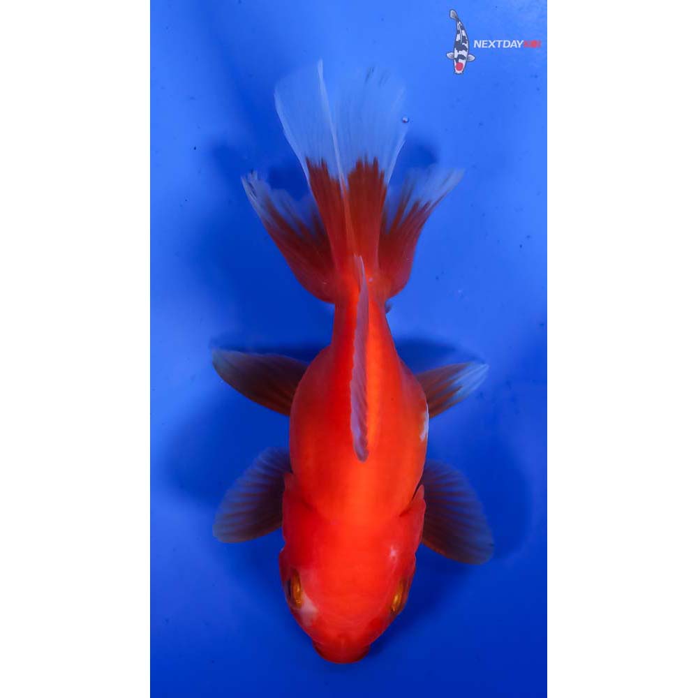 4” Imported Male Red and White Oranda - Image 3