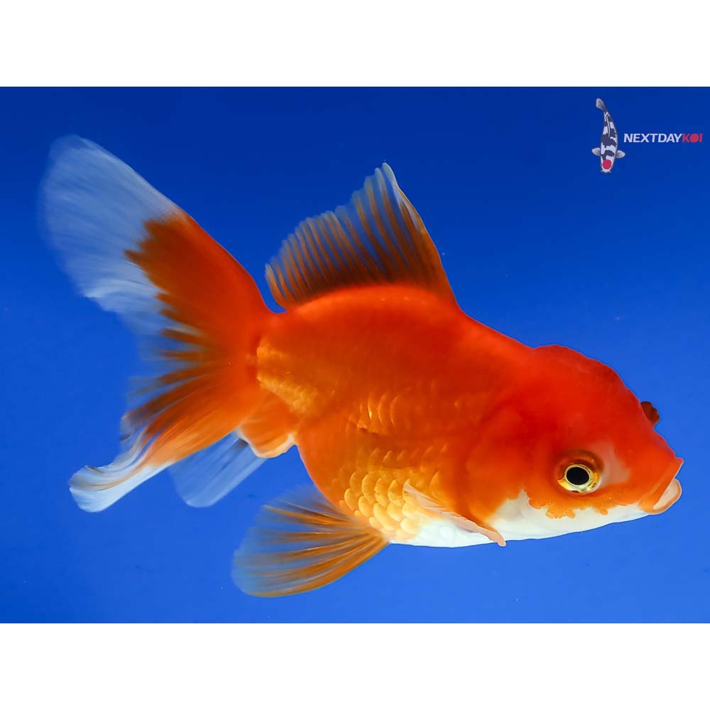 4” Imported Male Red and White Oranda - Image 4