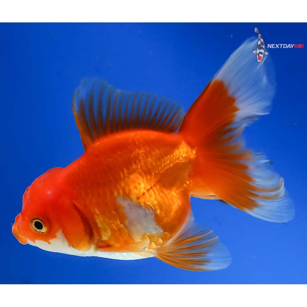 4” Imported Male Red and White Oranda - Image 5