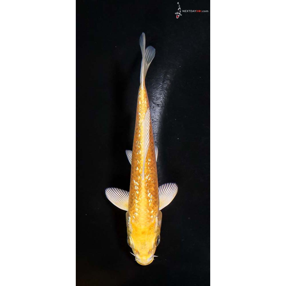 4.5” Imported Gin Rin Yamabuki Ogon