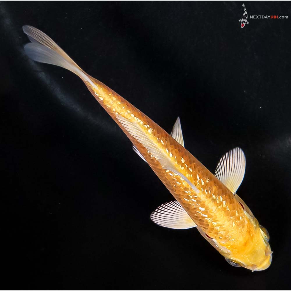 4.5” Imported Gin Rin Yamabuki Ogon - Image 3