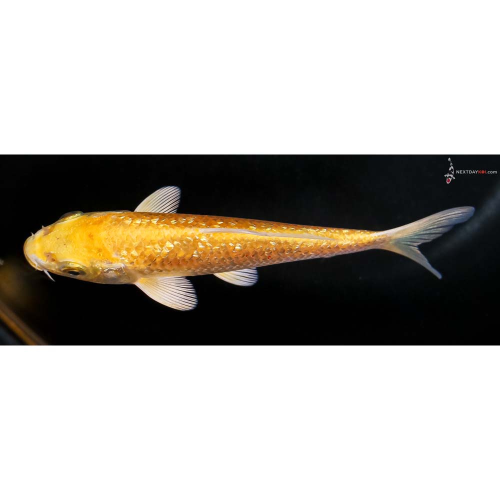 4.5” Imported Gin Rin Yamabuki Ogon - Image 4