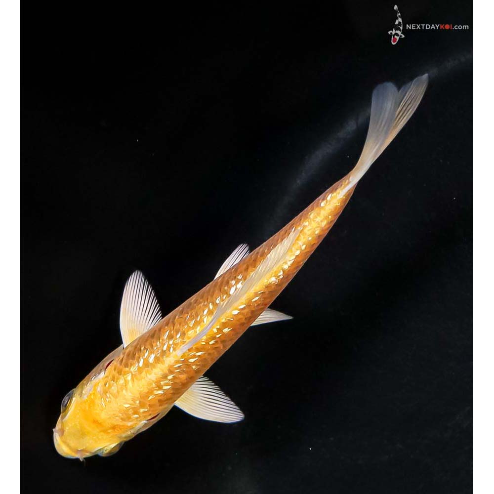 4.5” Imported Gin Rin Yamabuki Ogon - Image 5