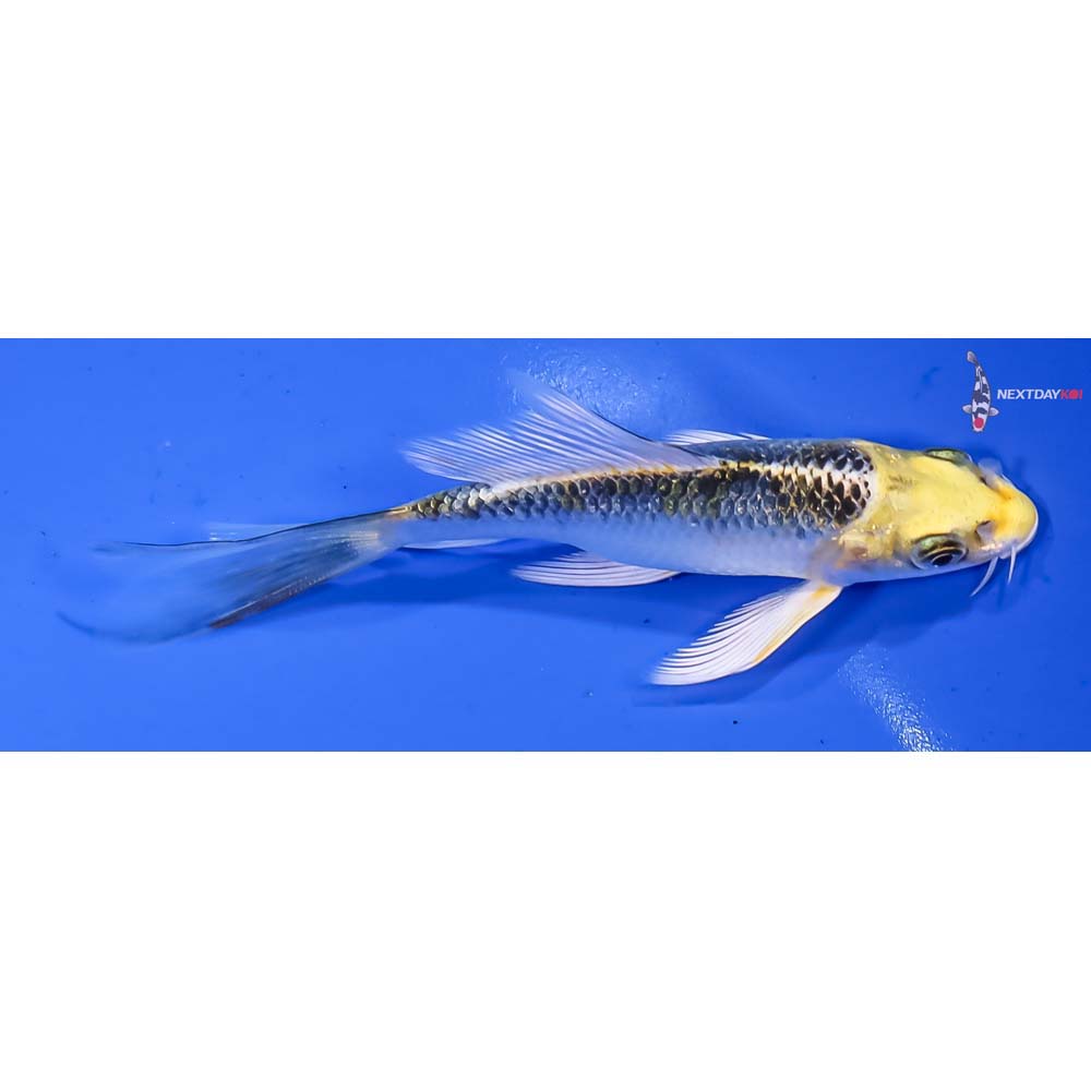 4” Imported Gin Rin Kujaku Butterfly Koi - Image 2