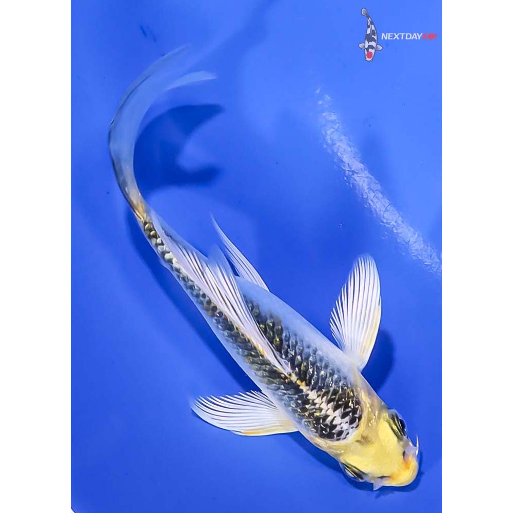 4” Imported Gin Rin Kujaku Butterfly Koi - Image 3