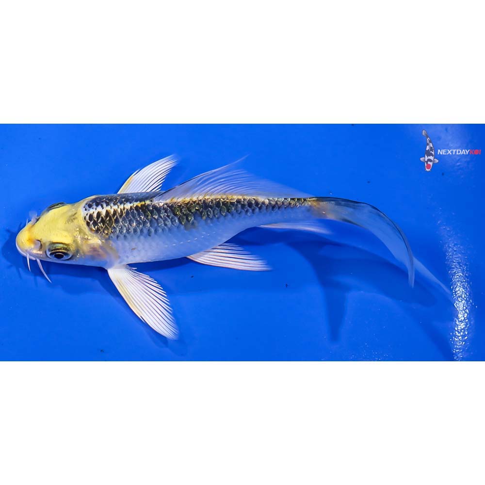 4” Imported Gin Rin Kujaku Butterfly Koi - Image 4
