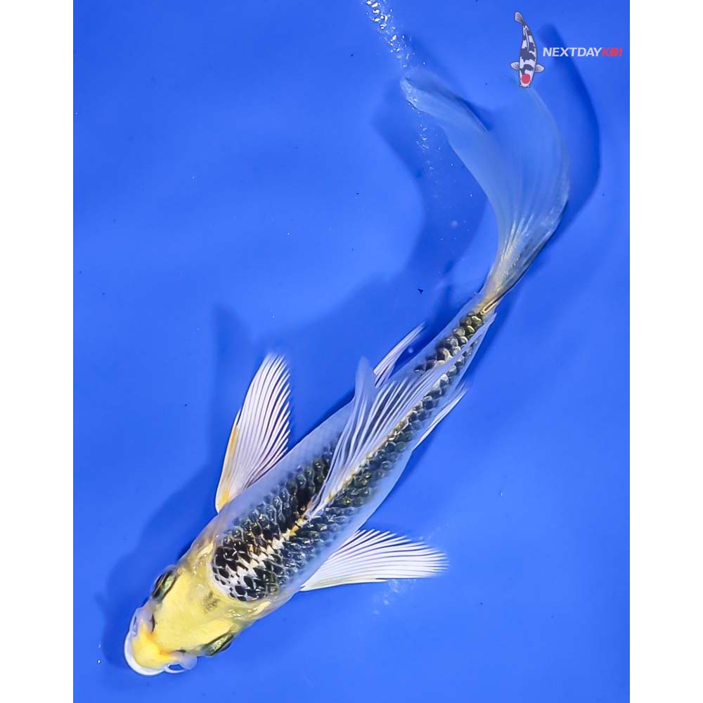 4” Imported Gin Rin Kujaku Butterfly Koi - Image 5