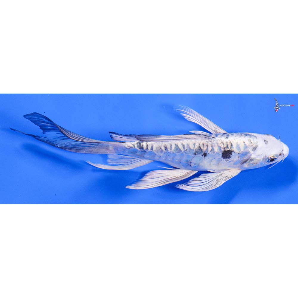 8” Imported Gin Shiro Bekko Butterfly Koi - Image 2
