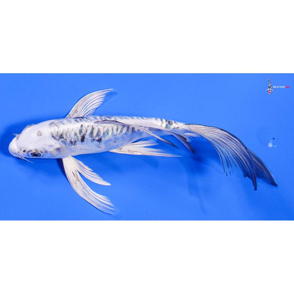 8” Imported Gin Shiro Bekko Butterfly Koi - Image 4