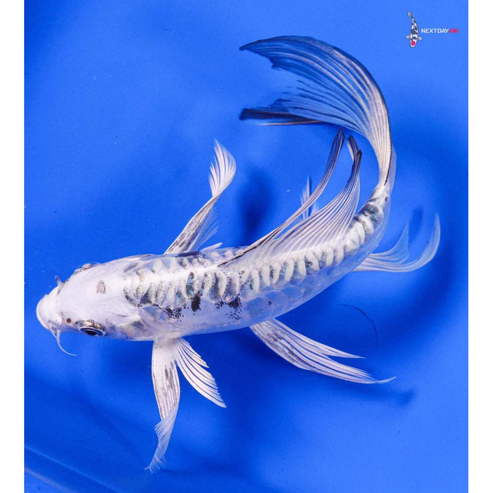 8” Imported Gin Shiro Bekko Butterfly Koi - Image 5