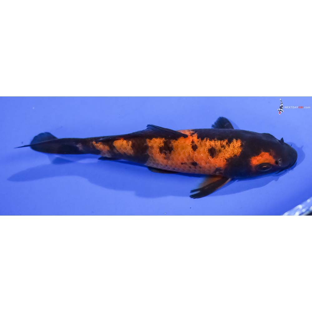 5” Imported Hi Utsuri - Image 2