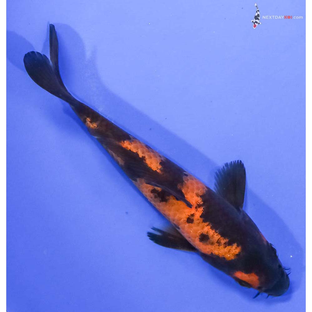 5” Imported Hi Utsuri - Image 3