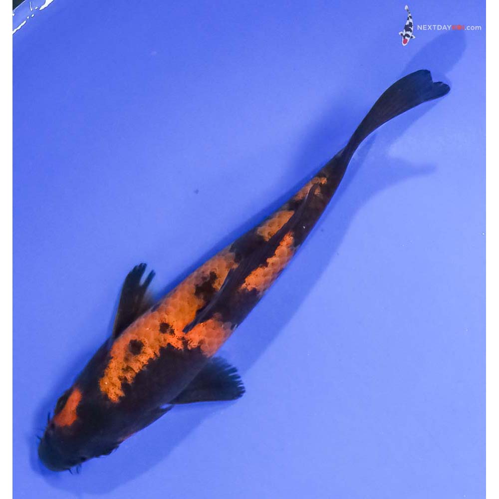 5” Imported Hi Utsuri - Image 5