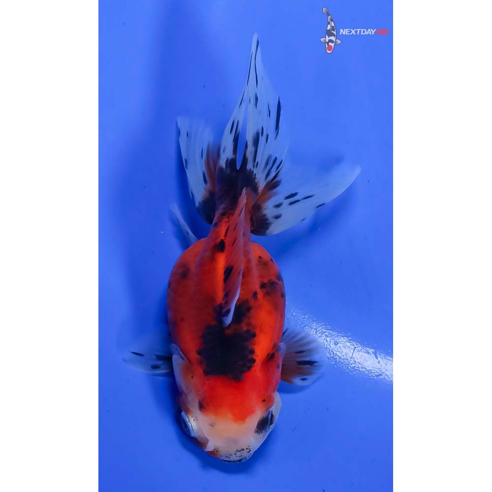4” Imported Calico Oranda - Image 3