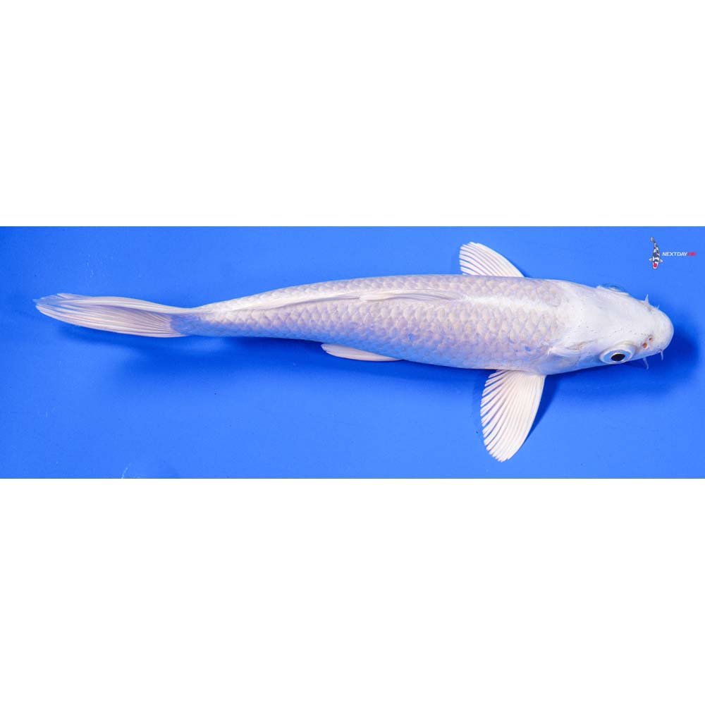 8” Imported Platinum Ogon - Image 3