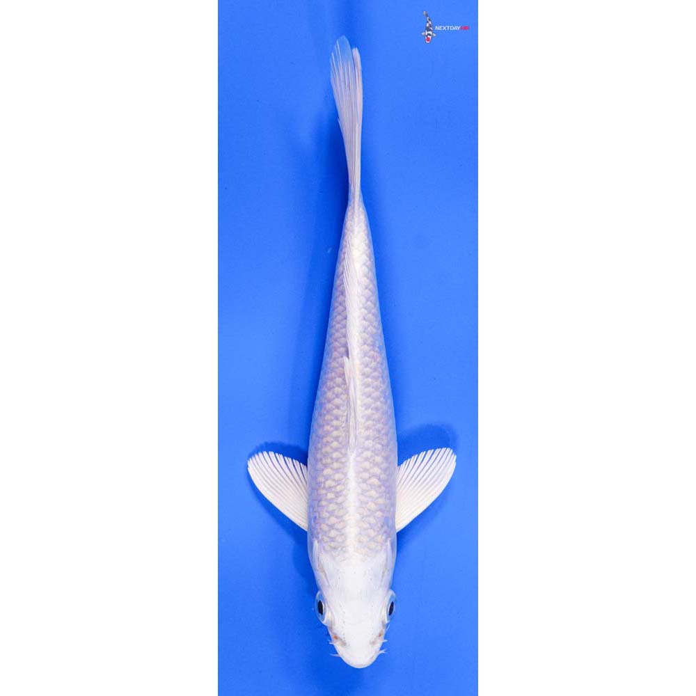 8” Imported Platinum Ogon - Image 4