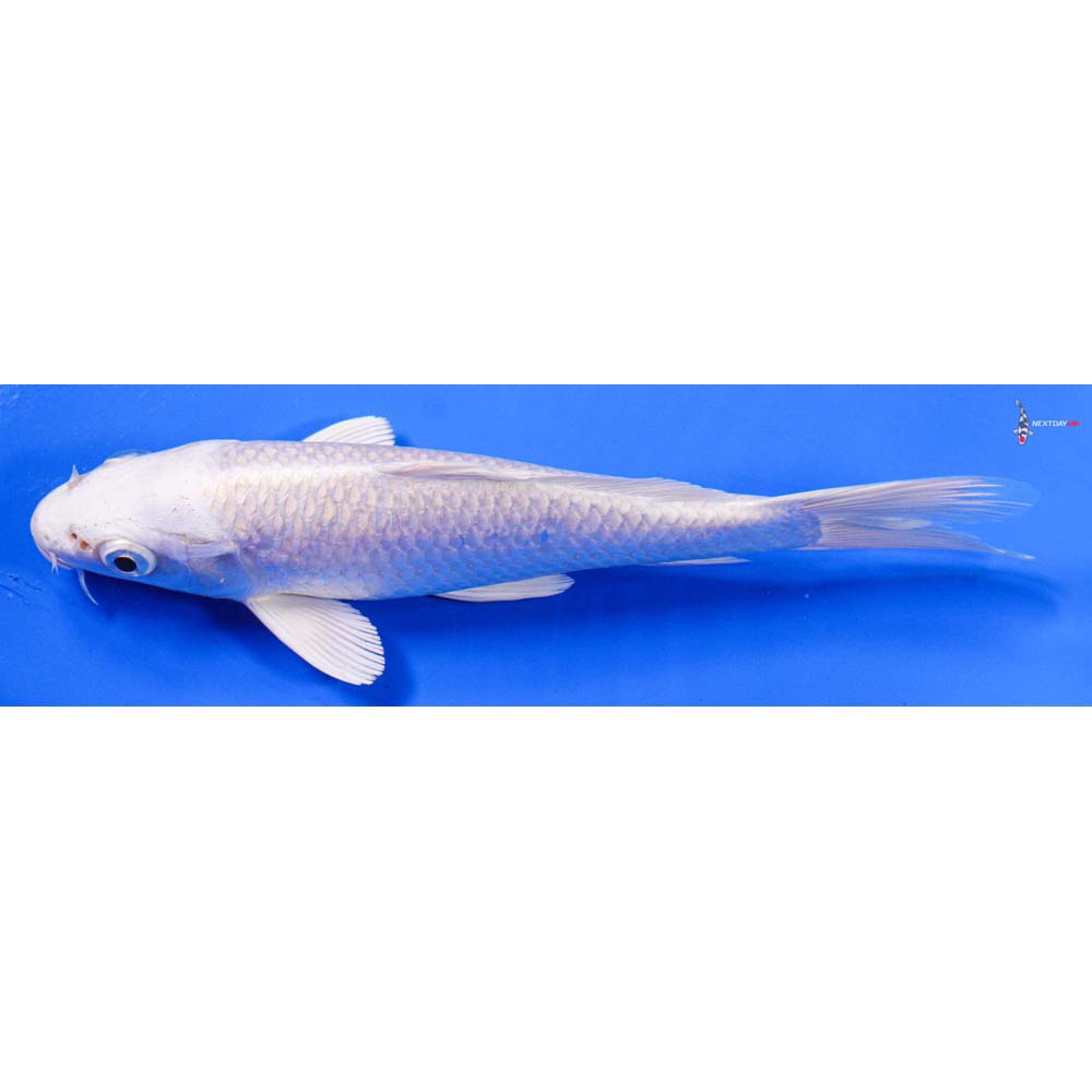 8” Imported Platinum Ogon - Image 5