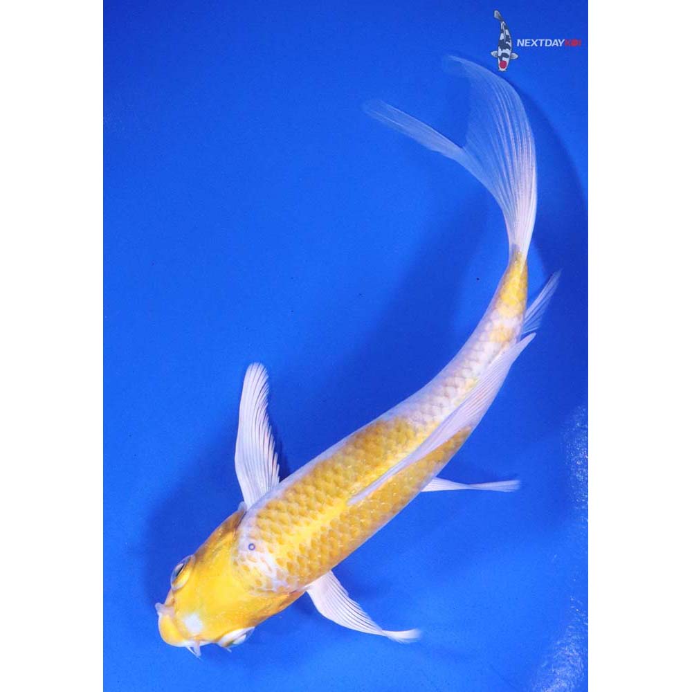 6” Imported Lemon Hariwake Butterfly Koi