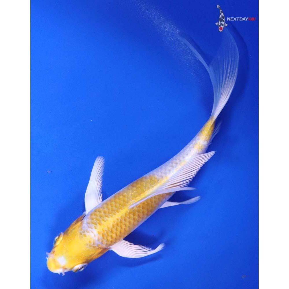 6” Imported Lemon Hariwake Butterfly Koi - Image 5