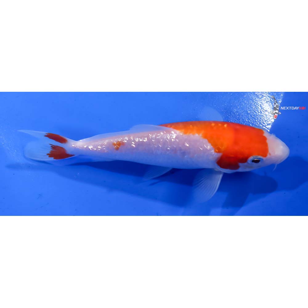5” Imported Gin Rin Kohaku - Image 2