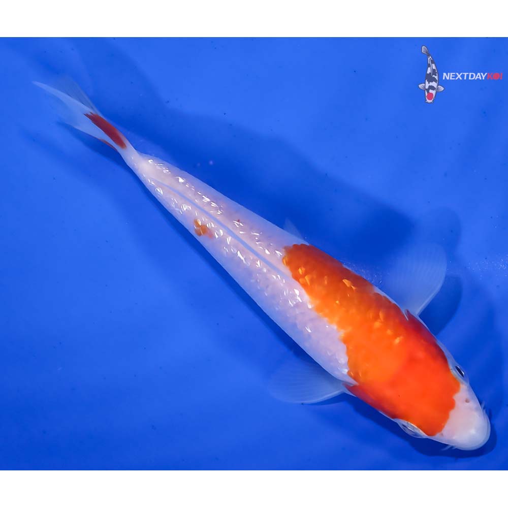 5” Imported Gin Rin Kohaku - Image 3