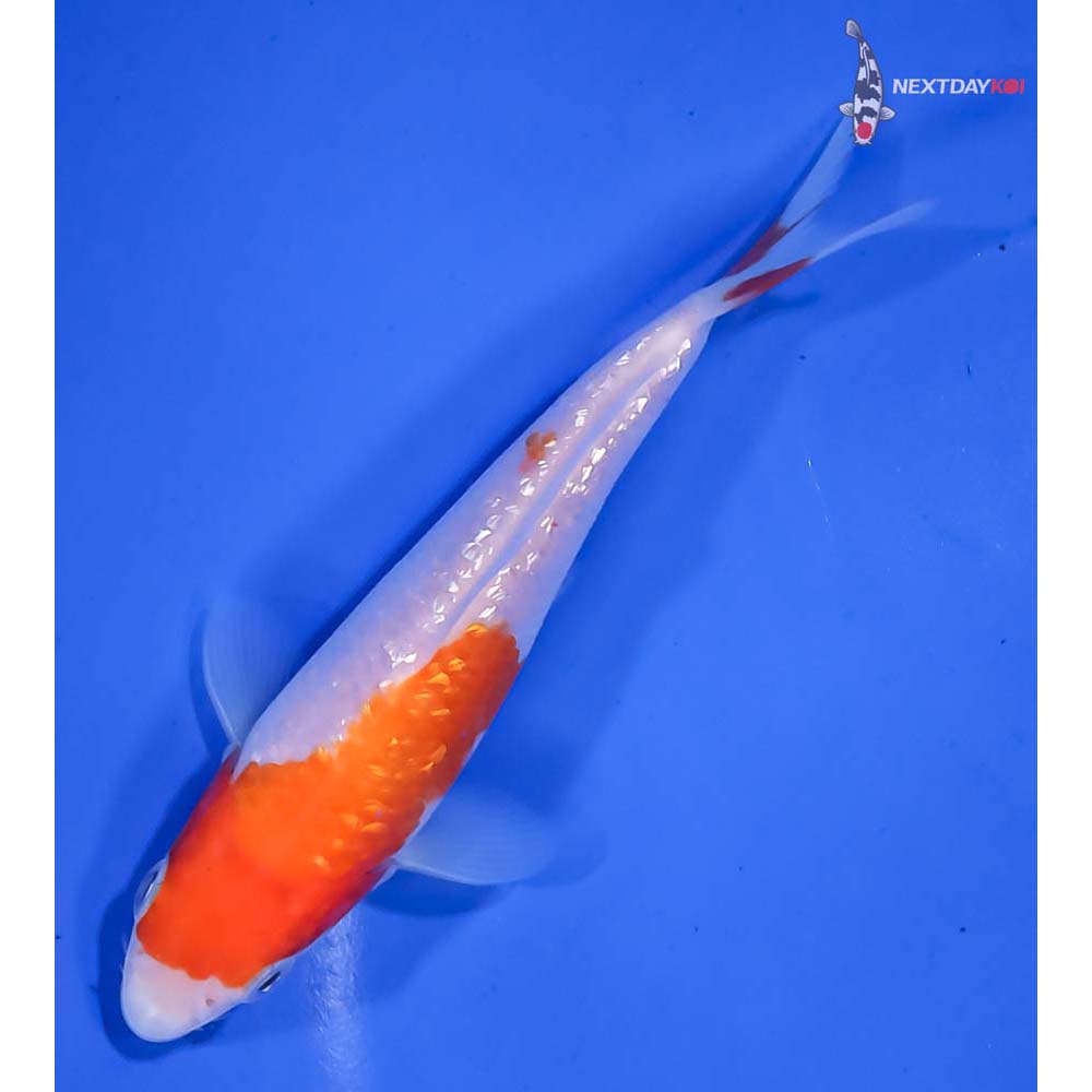 5” Imported Gin Rin Kohaku - Image 5