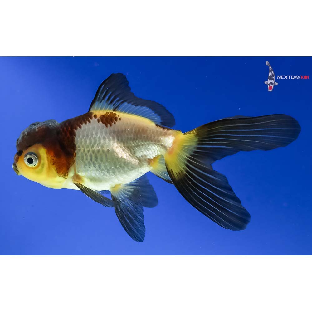 4” Imported Tri Color Panda Oranda - Image 2