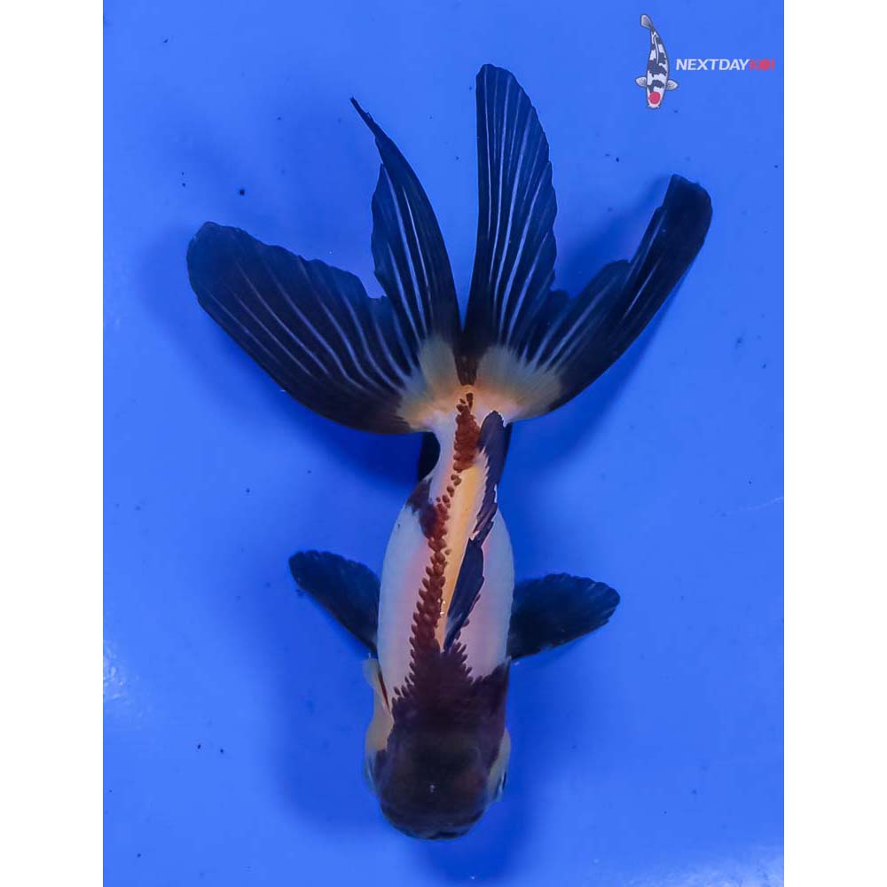 4” Imported Tri Color Panda Oranda - Image 3