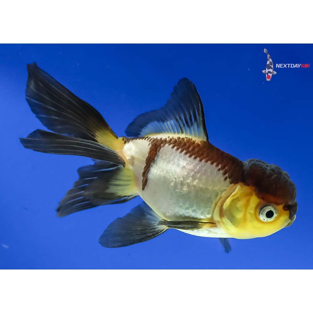 4” Imported Tri Color Panda Oranda - Image 4