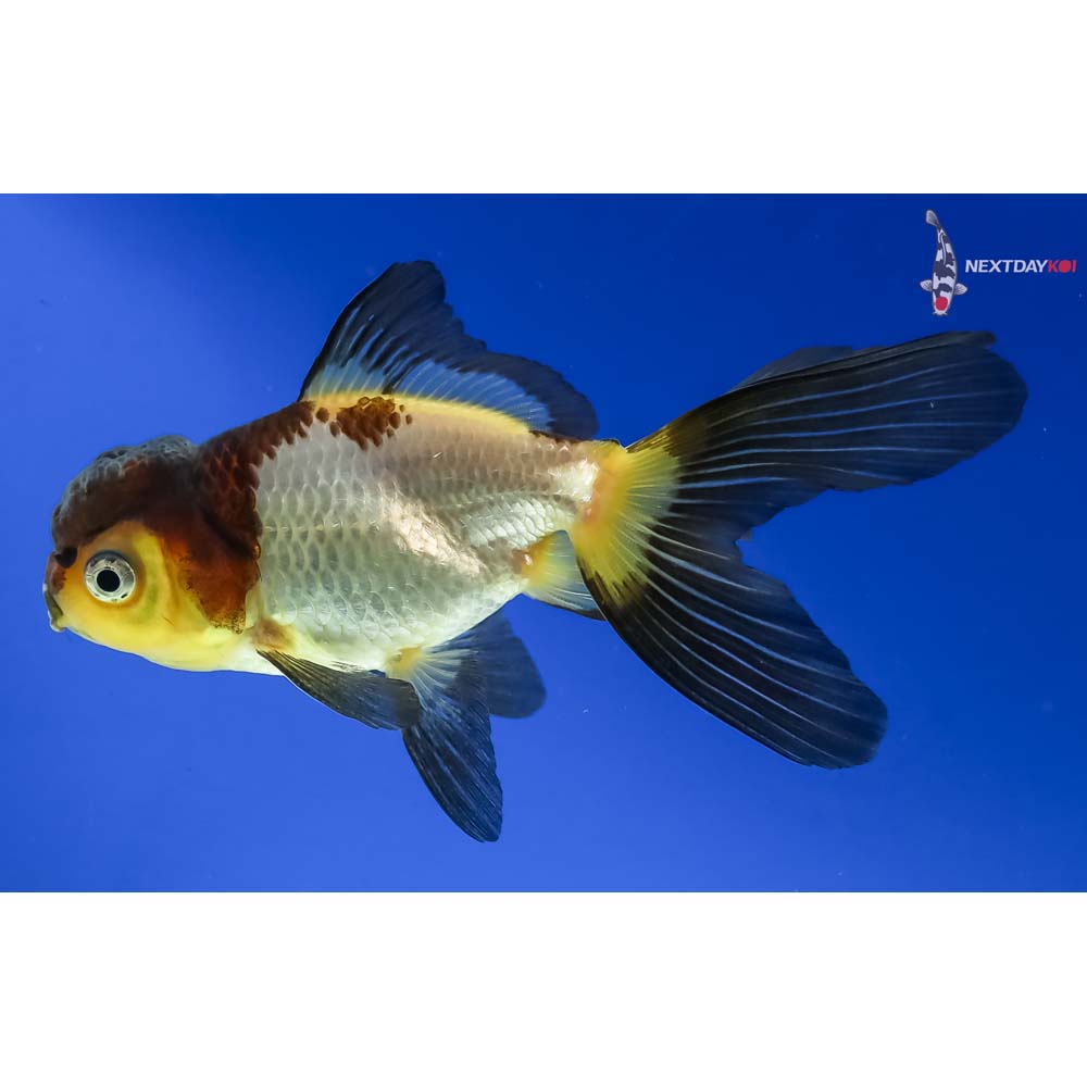 4” Imported Tri Color Panda Oranda - Image 5