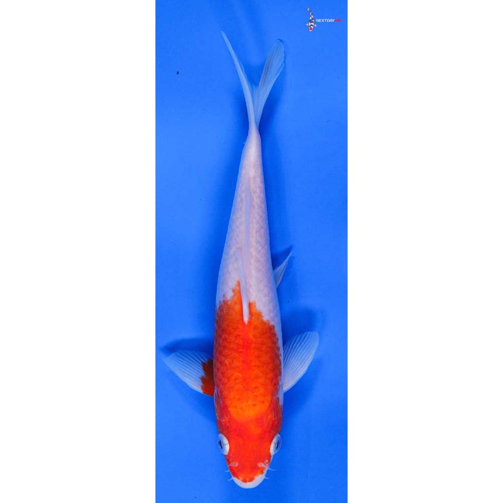 8.5” Imported Kohaku