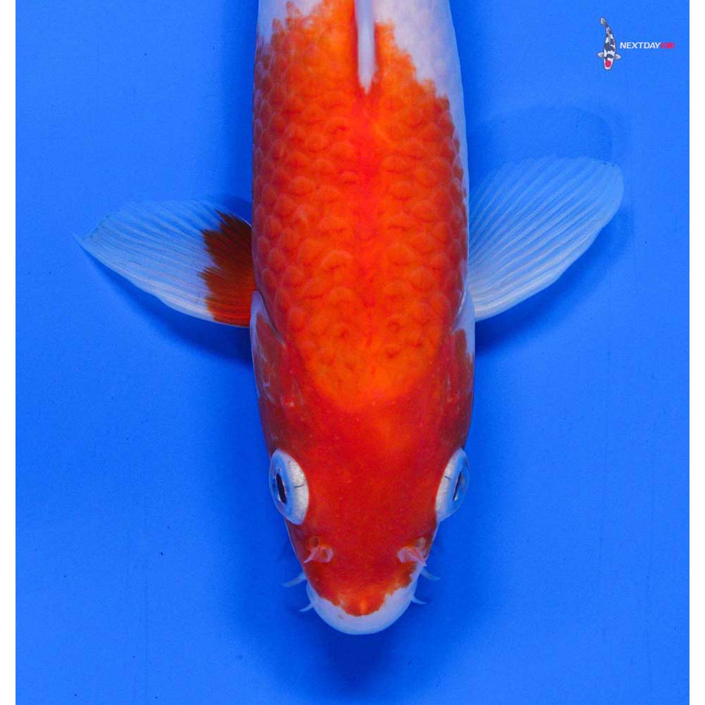 8.5” Imported Kohaku - Image 2