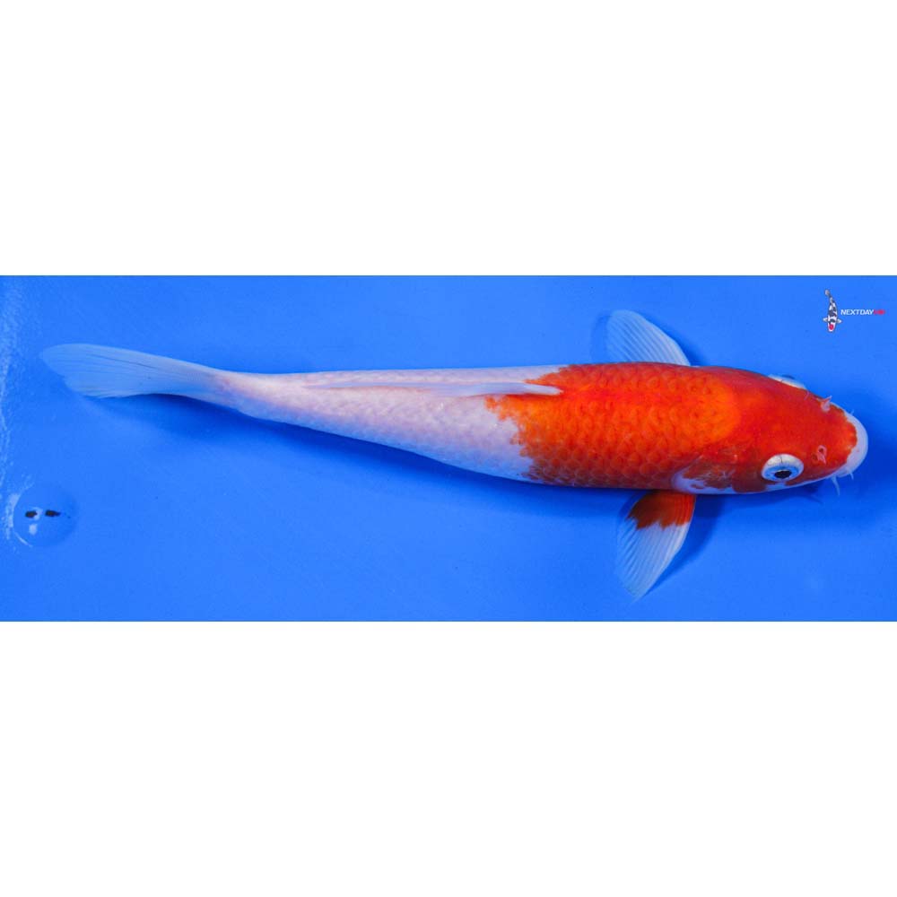8.5” Imported Kohaku - Image 3