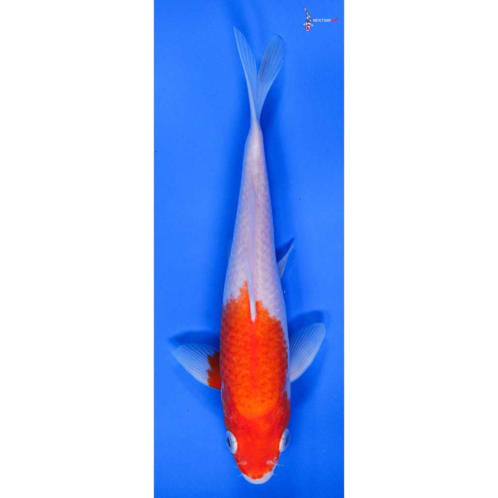 8.5” Imported Kohaku - Image 4