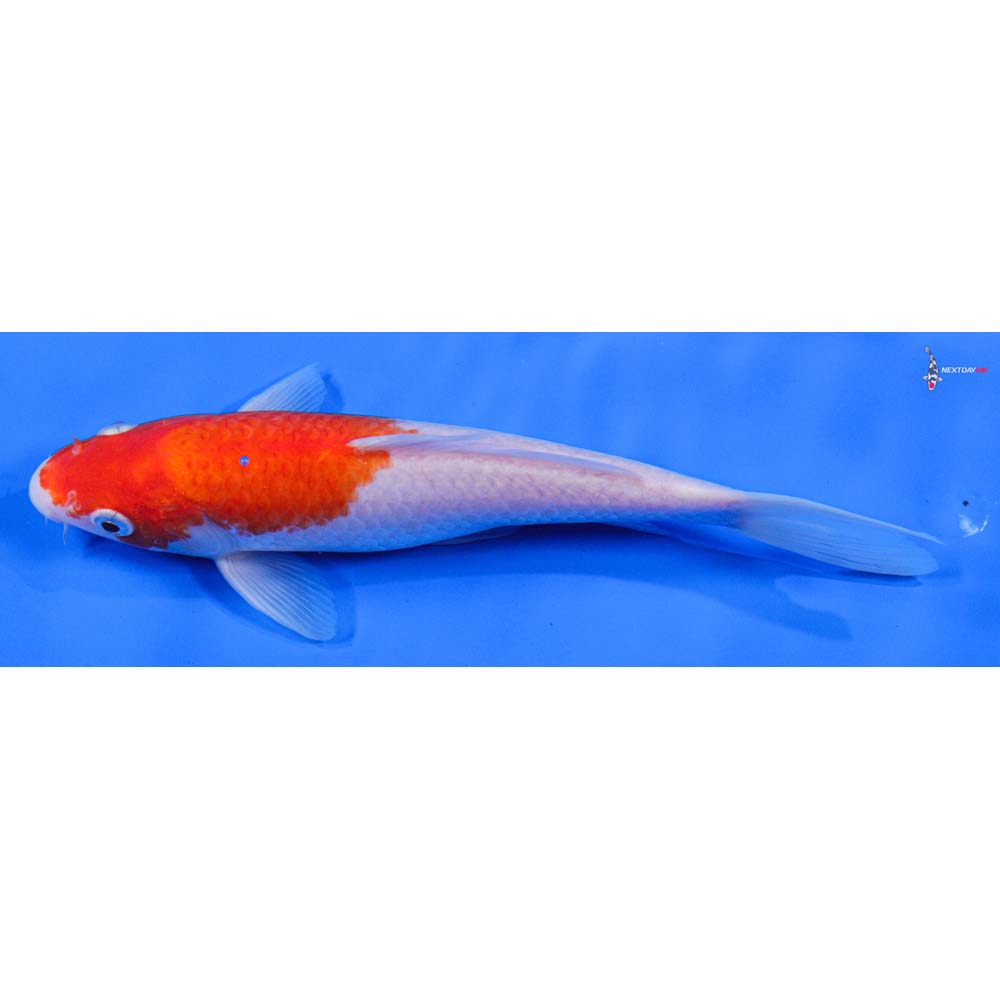 8.5” Imported Kohaku - Image 5