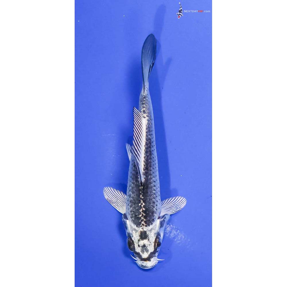 4.5” Imported Gin Matsuba