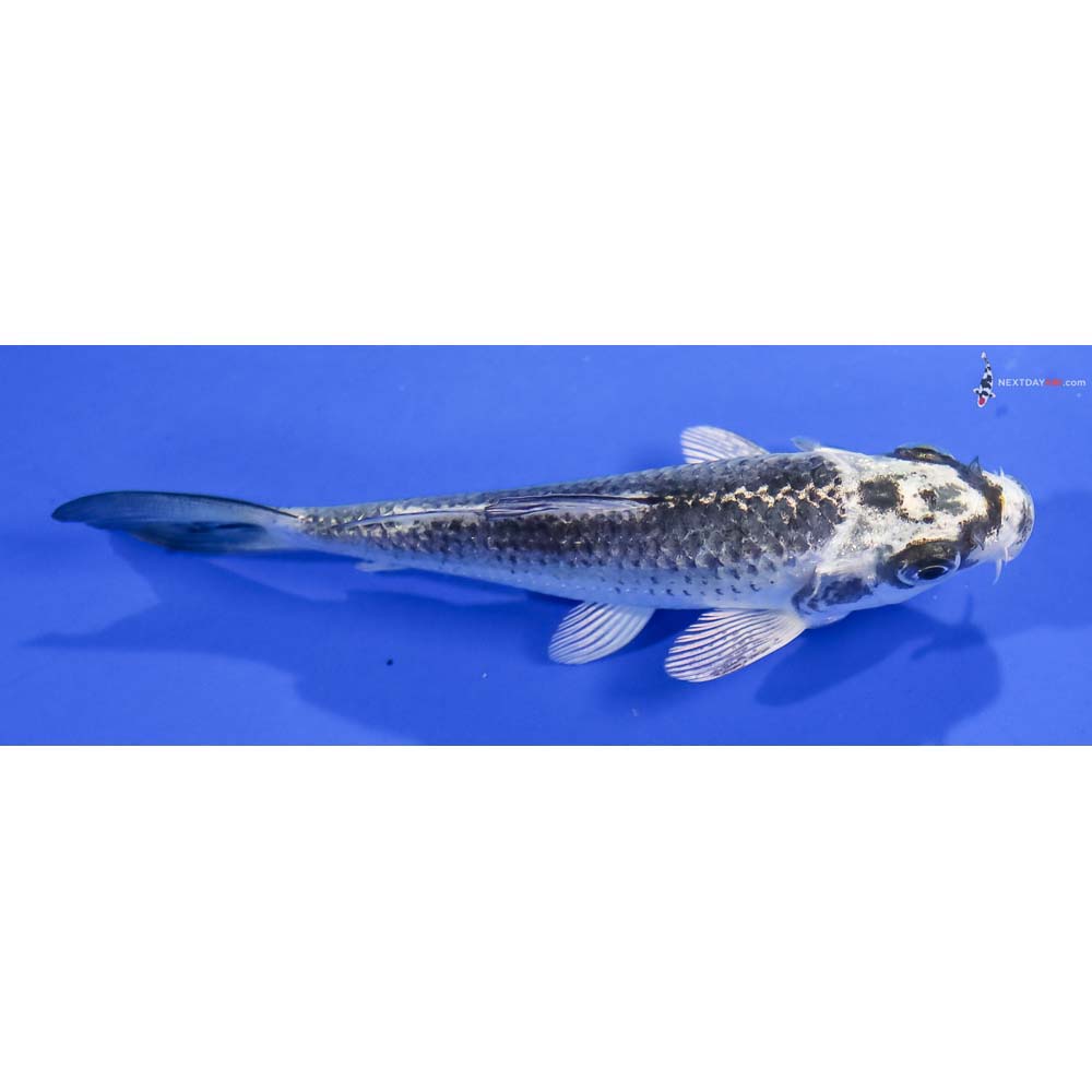 4.5” Imported Gin Matsuba - Image 2