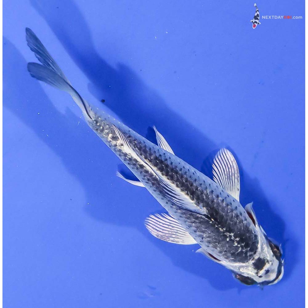 4.5” Imported Gin Matsuba - Image 3